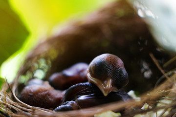 Newborn baby bird sleeping in the nest