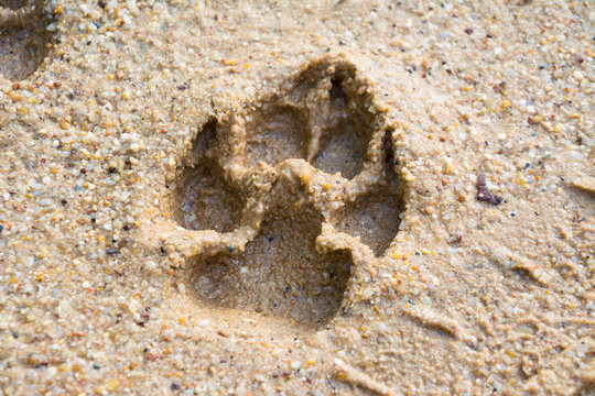 Tiger or Cat foot step on mud