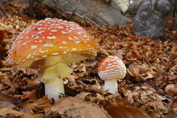 Amanita Muscaria