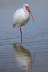 White Ibis