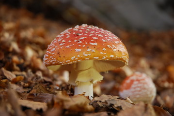 Amanita Muscaria