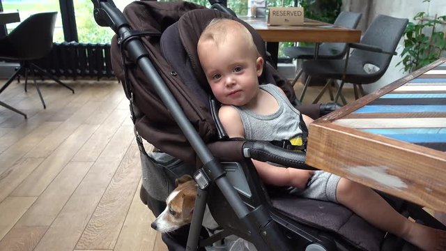 Baby boy with dog sitting in stroller in cafe