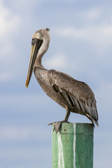 Brown Pelican resting