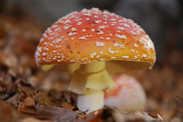 Amanita Muscaria