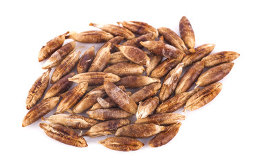 dried fruits seeds from date palm isolated on white background