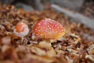 Amanita Muscaria