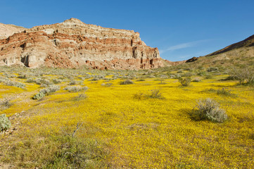 wildflowers at Red Rock Canyon State Park