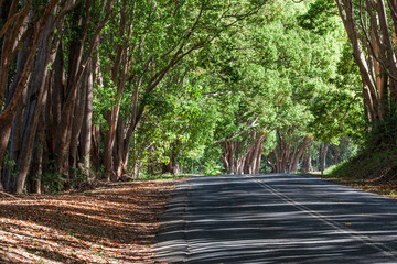 A pretty country road travels through a grove of Camphor Laurel trees(Cinnamomum camphora) lit with dappled afternoon sunshine.