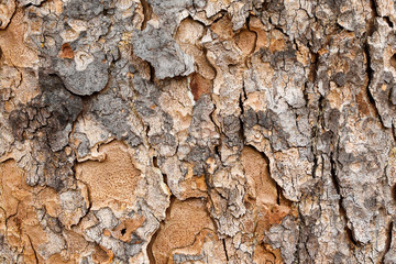 Detail of the rough peeling bark of a tree