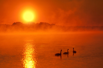 Three swans sailing on a lake covered with light, morning mist at sunrise