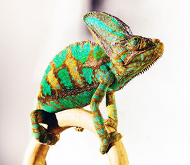 chameleon photo