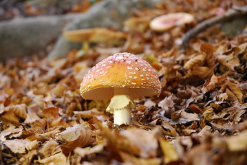 Amanita muscaria