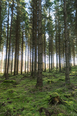 Tall spruce trees in a mossy forest