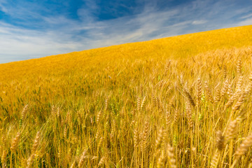 Naklejka premium Autumn agriculture landscape