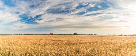 Fototapeta na wymiar Summer field landscape with wheat and cloudy sky