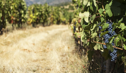 View of the grapes and a vineyard in the valley of Douro, Portugal