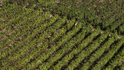 Landscape view of a vineyard in the valley of Douro, Portugal