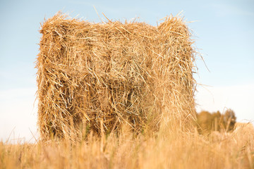 Haystacks rolled up in the stubble field