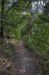 Fototapeta na wymiar View of path through lush green early autumn forest, lulin mountain, Pancharevo, Bulgaria 