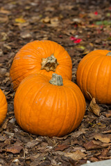Orange pumpkins for Halloween Party