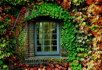 Fototapeta na wymiar Brick house with ivy tangle