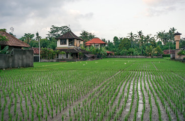 Fototapeta na wymiar Kedewatan paddy fields on Bali