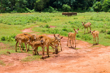 Naklejka na ściany i meble A herd of spotted deer grazes in a pen among clay and greens at the Hainan Zoo