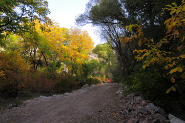 Obraz premium Autumn scenery with yellow, green and red shinning leaves in fall in the forest