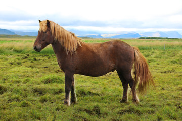 Fototapeta premium Icelandic horse grazing in the field