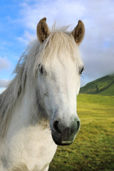 Obraz na płótnie Canvas Portrait of Icelandic horse