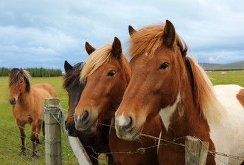 Obraz premium Icelandic horses on the paddock