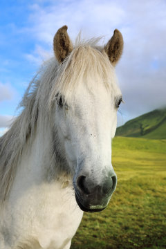 Portrait of Icelandic horse