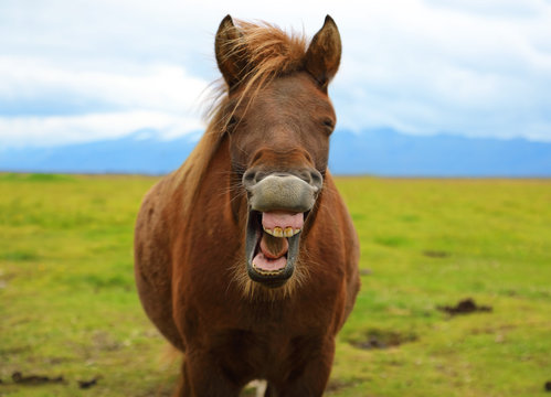 Horse with a sense of humor