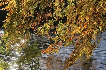 Buchenblätter leuchten in goldenen Farben in zauberhafter Herbststimmung