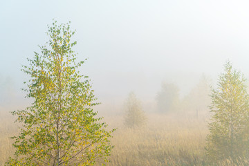 Autumn landscape with yellow grass in the field, birch and smoke - 175800767