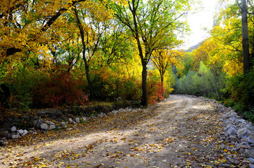 Fototapeta premium Autumn scenery with yellow, green and red shinning leaves in fall in the forest