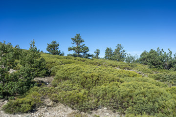 Fototapeta na wymiar Padded brushwood (Cytisus oromediterraneus and Juniperus communis) and Scots Pine forest (Pinus sylvestris) in Guadarrama Mountains National Park, Spain