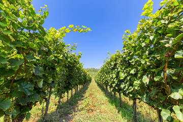 Beautiful idyllic wineyard. Fresh green natural leaves in sunlight under the blue sky