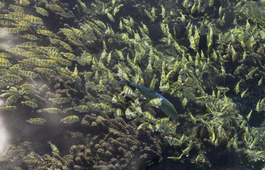 Colorful school of fish