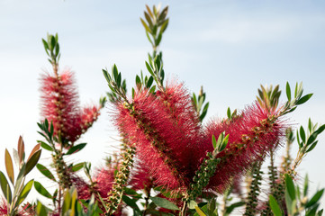 Callistemon citrinus common red, crimson in bloom against blue sky