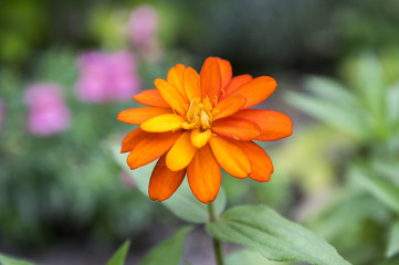 Zinnia marylandica zahara double fire in bloom, orange yellow ornamental flower in bloom
