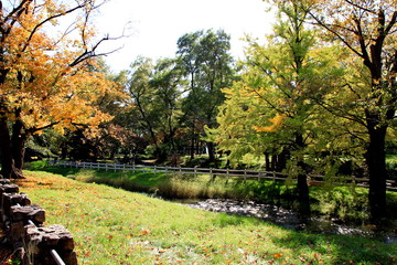 Autumn leaves of Sapporo park　Autumn leaves of Japanese garden