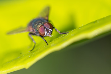 Macrophotographie insecte