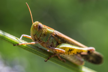 Macrophotographie insecte
