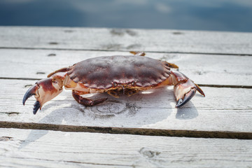 alive crab standing on wooden floor