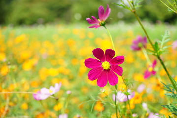 Obraz premium 浜離宮庭園のコスモス