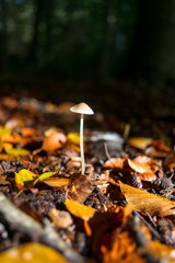 Autumn leaves fall on Forest Fungi in beautiful sunlight