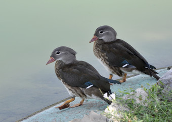 two small ducks on the shore of the lake.