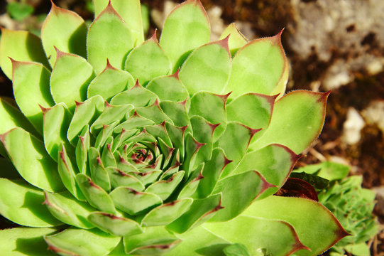 Lotus Plant / Lotus Shaped petals