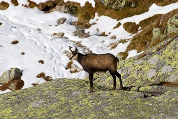 Chamois in the mountains, High Tatras in Slovakia